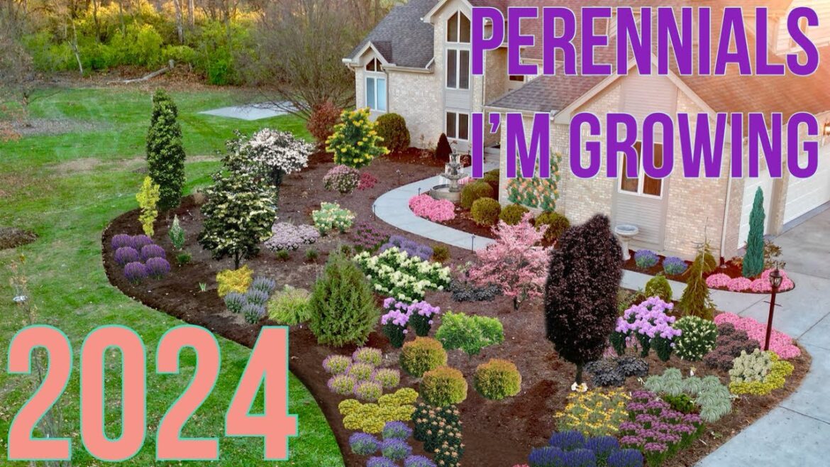 Perennials I’m Adding to the Garden in 2024 (Proven Winners) | The Southerner’s Northern Garden Perennials I'm Adding to the Garden in 2024 (Proven Winners) | The Southerner's Northern Garden