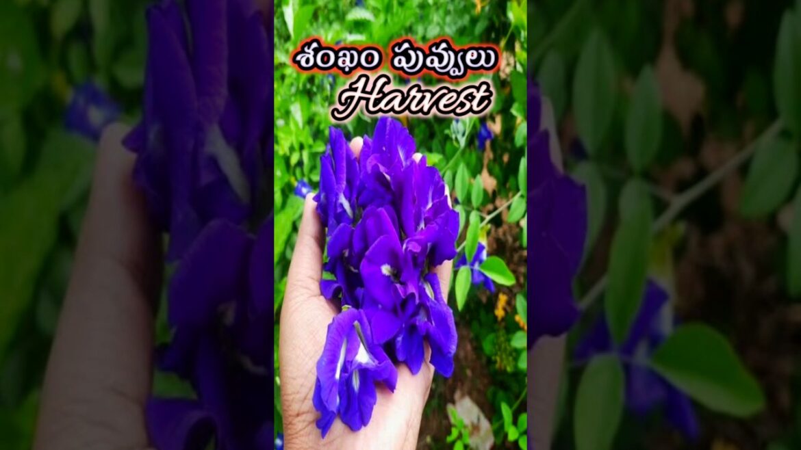 sankam puvvu Harvest Aparajita butterfly pea flowers harvest in terrace garden #viral #youtubeshorts sankam puvvu Harvest Aparajita butterfly pea flowers harvest in terrace garden #viral #youtubeshorts