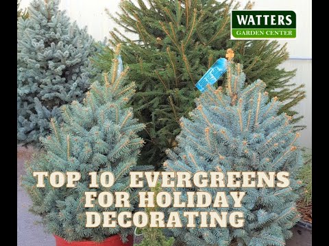 The Mountain Gardener Podcast: Your Guide to Arizona Gardening The Mountain Gardener Podcast: Your Guide to Arizona Gardening