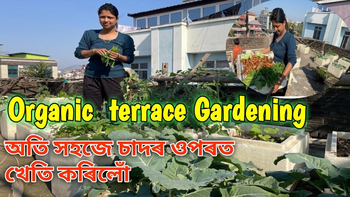 Terrace Gardening || Organic Vegetable Gardening on Rooftop Terrace Gardening || Organic Vegetable Gardening on Rooftop