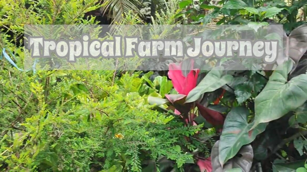 tropical plants from tradisional farm#plants #naturalbeauty #nature #junglelife #backtonature