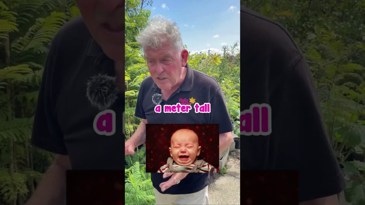 How To Grow Jacaranda?👀Part 2💜 How To Grow Jacaranda?👀Part 2💜