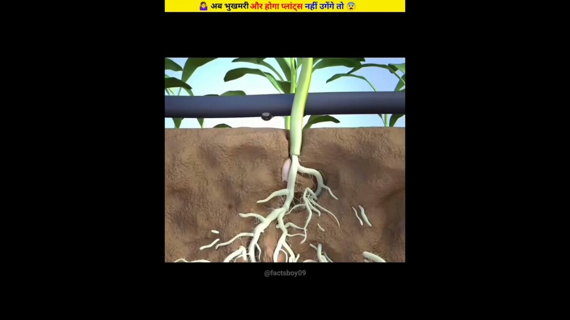 🤷♀️ अब भुखमरी और होगा प्लांट्स नहीं उगेंगे तो 😨ll #shorts #trending ll @ProfessorOfHow 🤷♀️ अब भुखमरी और होगा प्लांट्स नहीं उगेंगे तो 😨ll #shorts #trending ll @ProfessorOfHow