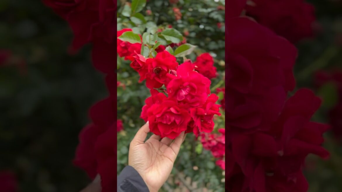 Red rose garden 🥀🍃🥀#rose #garden #trending #trend #viral #yt #youtubeshorts #youtube #nature