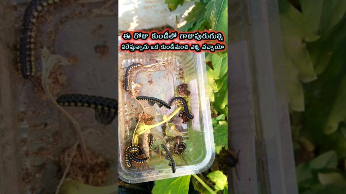 గాజుపురుగుల్ని ఏరేస్తున్నాను millepeds in terrace garden #viral #shorts #shortsfeed గాజుపురుగుల్ని ఏరేస్తున్నాను millepeds in terrace garden #viral #shorts #shortsfeed