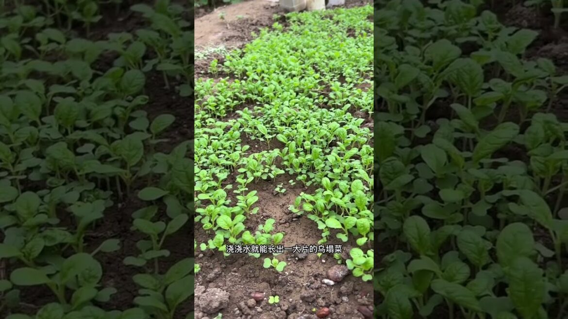 how to gardening tips vlog at home/ happiness life #gardentips #short how to gardening tips vlog at home/ happiness life #gardentips #short