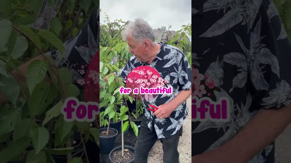 FREE Weeping Cherry❗❗😍🌸