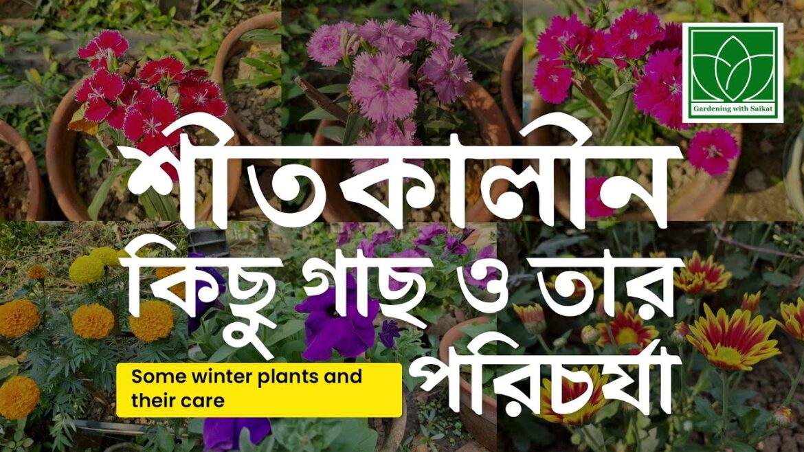 Best 4 Winter Flowering Plants | Winter Garden Overview 2023 | Winter Flowering Plants, Easy to Grow