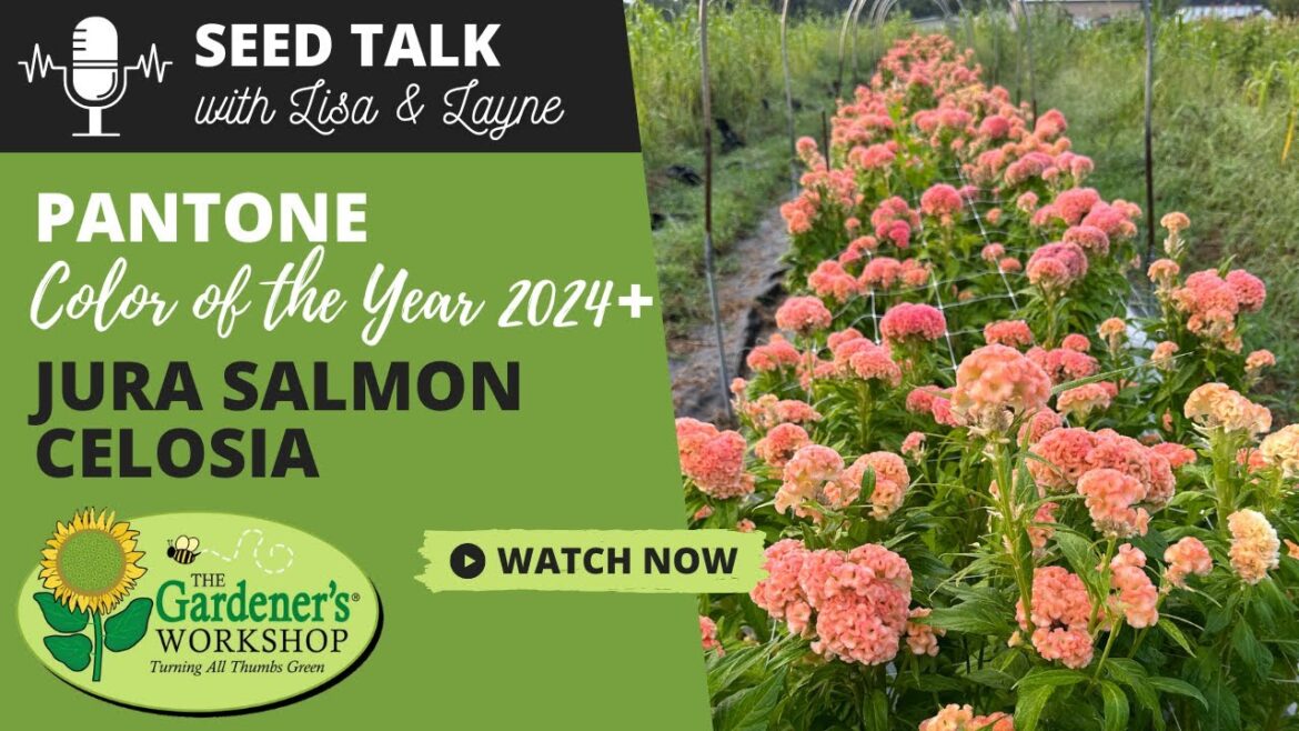 Seed Talk #70 - Pantone Color of the Year 2024 & Celosia 'Jura Salmon'
