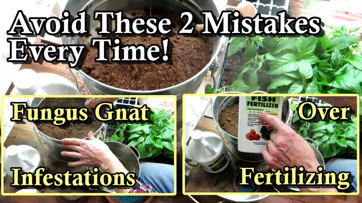 Gary Pilarchik: How to Sterilize and Fertilize Seed Starting Mixes: Stop Fungus Gnats & Don’t Over Feed Your Plants How to Sterilize and Fertilize Seed Starting Mixes: Stop Fungus Gnats & Don't Over Feed Your Plants