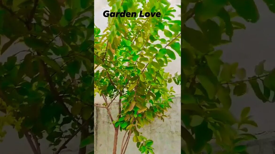 Garden Love #gardening #gardeningtips #garden #home #subscribenow Garden Love #gardening #gardeningtips #garden #home #subscribenow