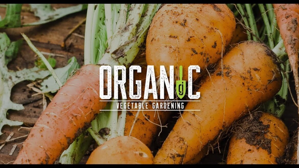 Organic Vegetable Gardening Returns in 2024