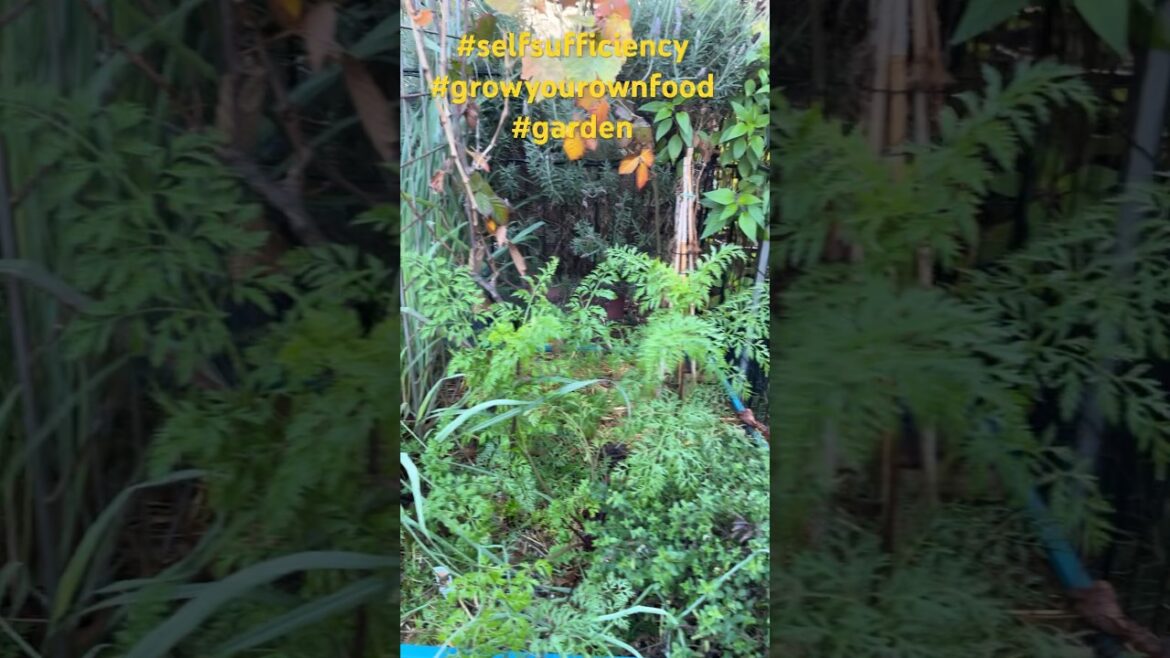 Gardening is life: #garden #gardenfresh #growyourownfood #gardening #shorts #music #fyp