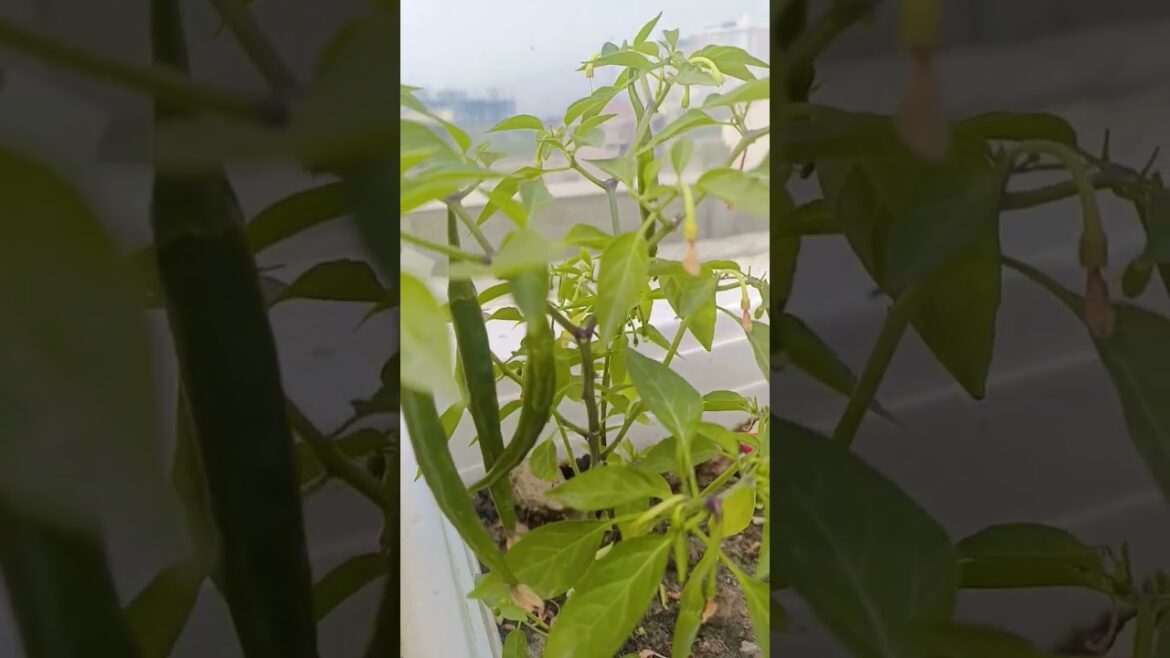 chillies in pot #gardening #viralsong #biwino1 #homegardening