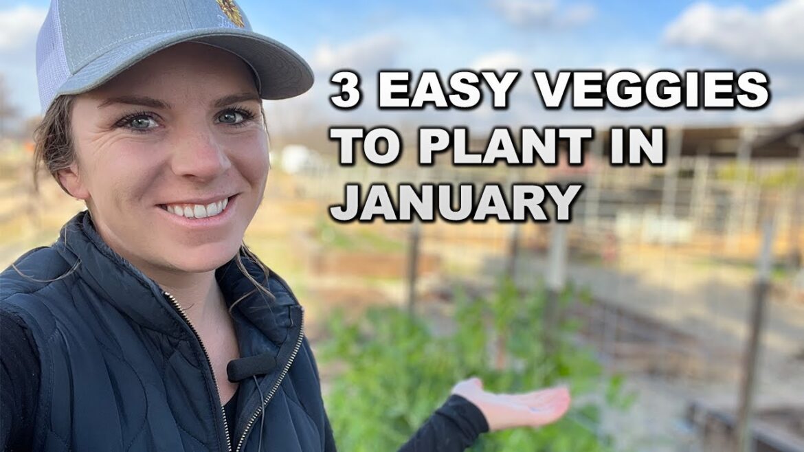3 Easy Vegetables to Grow Right Now in California (Zone 9)