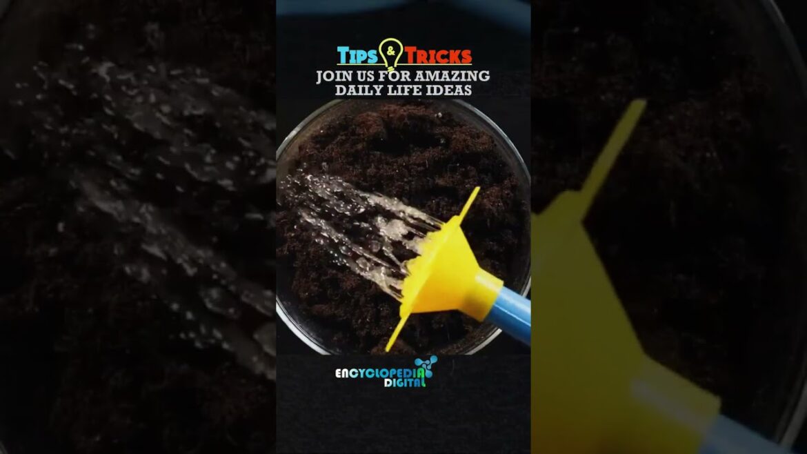 Zero Budget Gardening | Grow Your Own Beautiful Garden with these Simple Tips & Tricks Free of Cost Zero Budget Gardening | Grow Your Own Beautiful Garden with these Simple Tips & Tricks Free of Cost