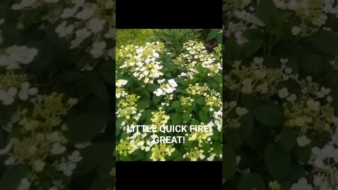 Garden Tips: LITTLE QUICK FIRE! GREAT!
