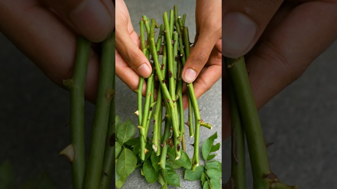 🌿Simple method of grow rose plants from cuttings using turmeric powder🌹 #rose #gardening