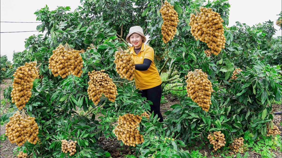 Harvesting Lychee garden to the market to sell Vegetable gardening! Lucia's daily life