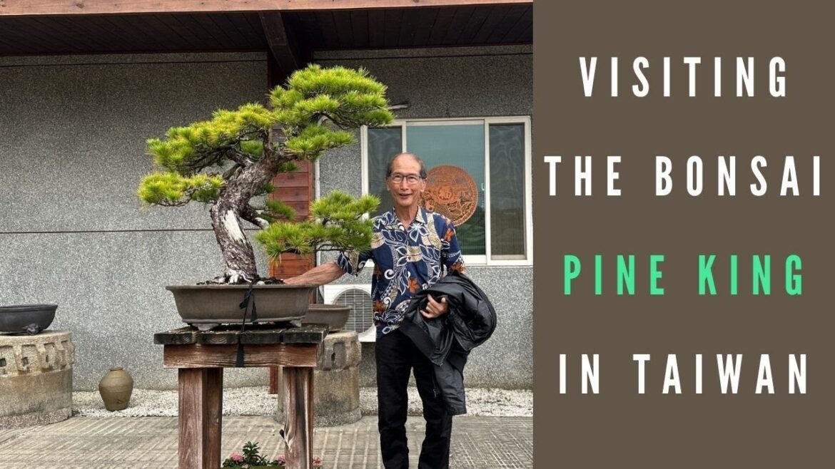 Visiting Bonsai Pine King in Taiwan – Part 7 Visiting Bonsai Pine King in Taiwan - Part 7