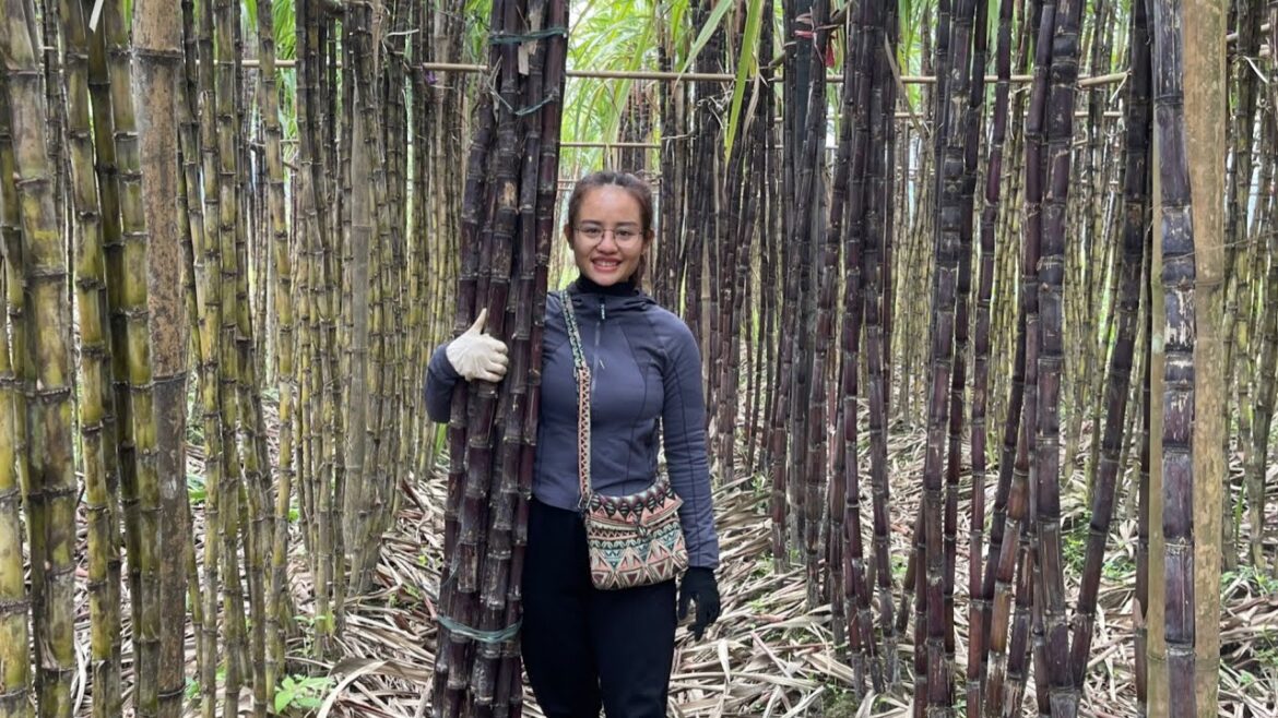 Harvest the purple sugar cane garden to sell at the market and take care of goats and pigs