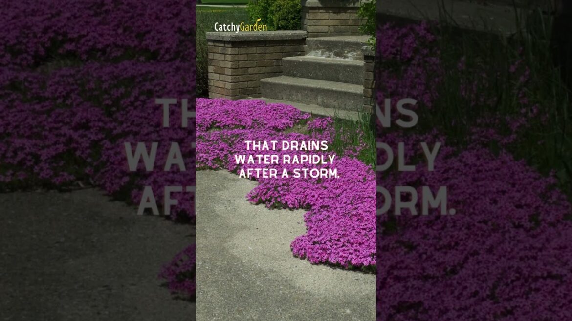 Top 5 Colorful Plants for Poor Soil Paradise! 🌷🌋" // #shorts  #gardening