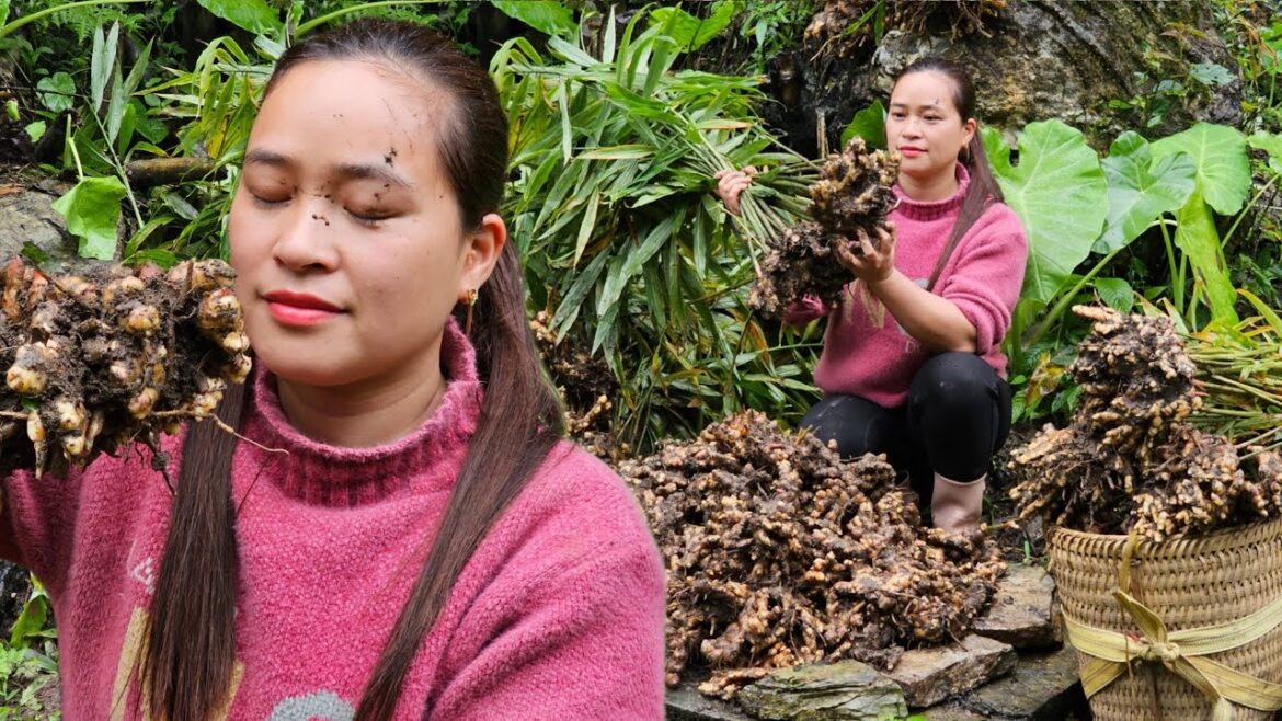 4 Days: Take Care Vegetable Garden & animals - Harvesting & Preserve Ginger