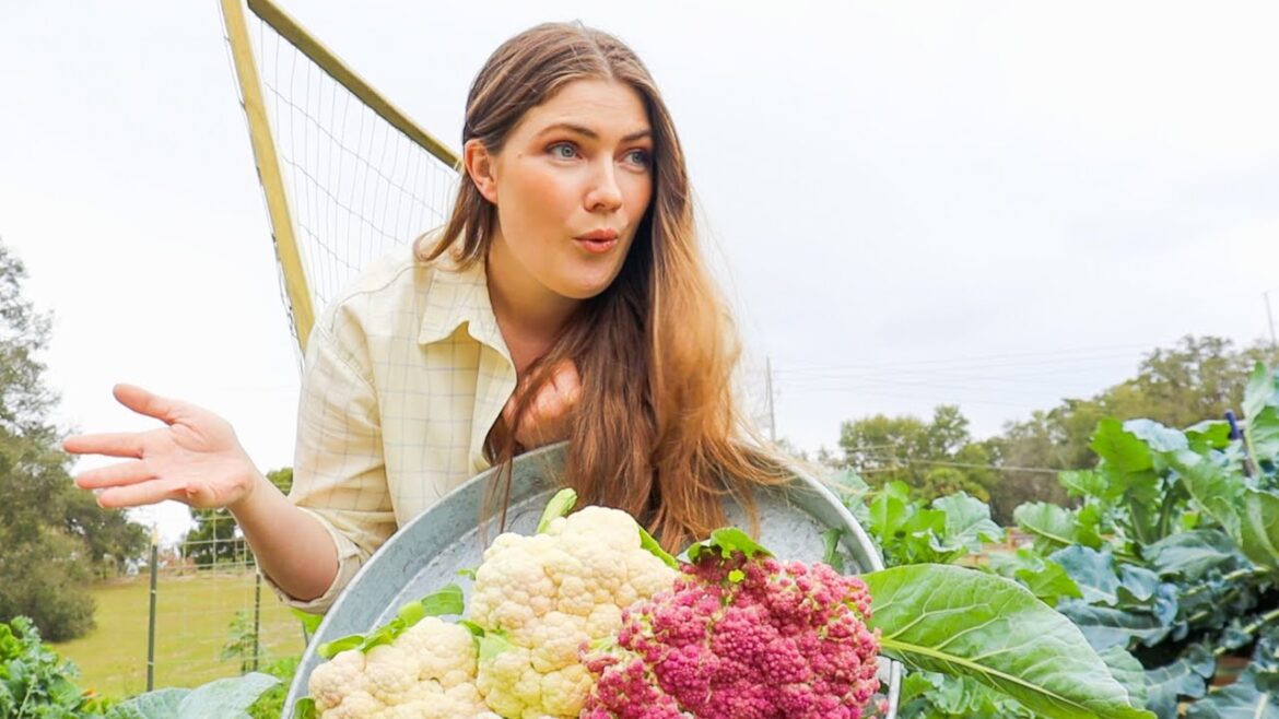 This took me 4 months! *Cauliflower Harvest* Growing Cauliflower from seed #vegetablegarden #zone9