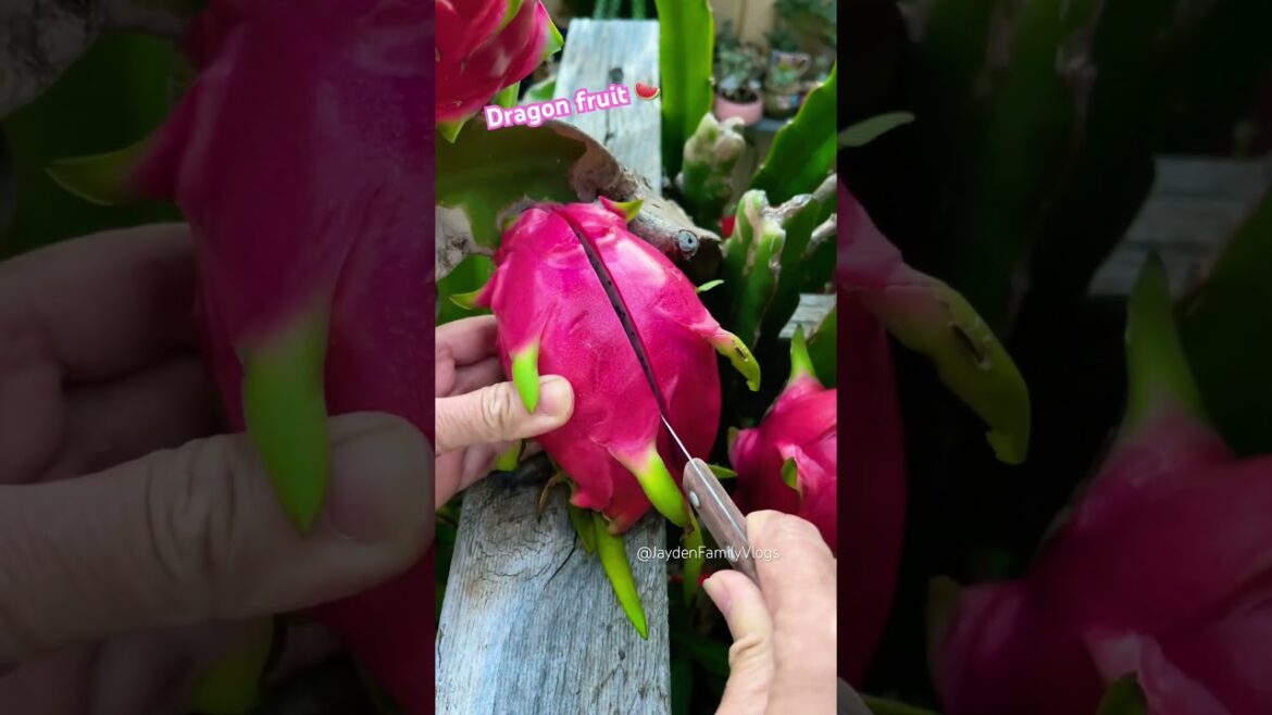 Dragon Fruit : Cactus Fruit😱🥵 #satisfying #shorts #fruitcutting #fruit #enjoy