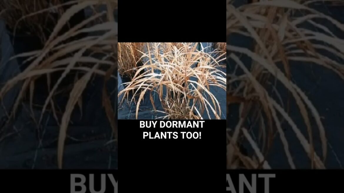 Garden Tips: BUY DORMANT PLANTS ON SALE!