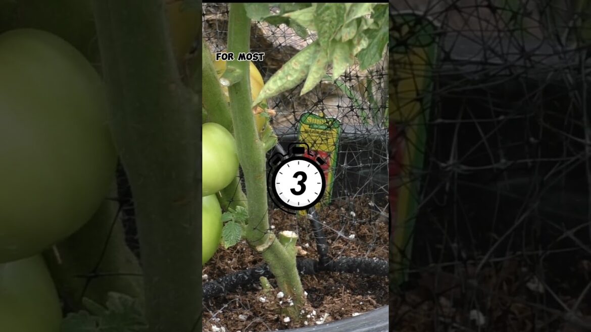 Tomato Watering Tips: Drip Irrigation! 🍅💦 #Shorts