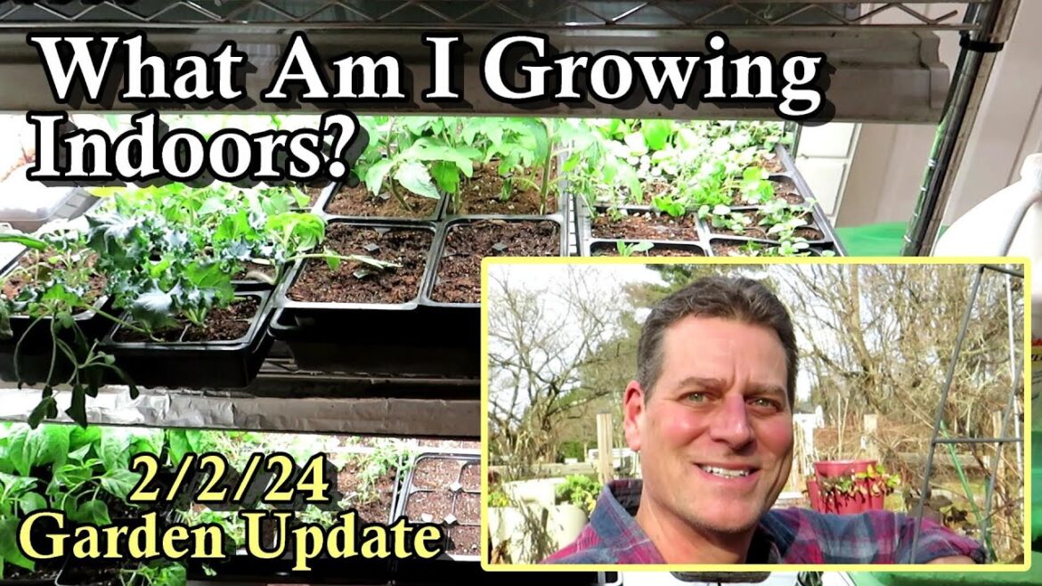 All My Indoor Garden Seed Starts Growth and Progress as of 2/2/24: 2024 Garden Update 1