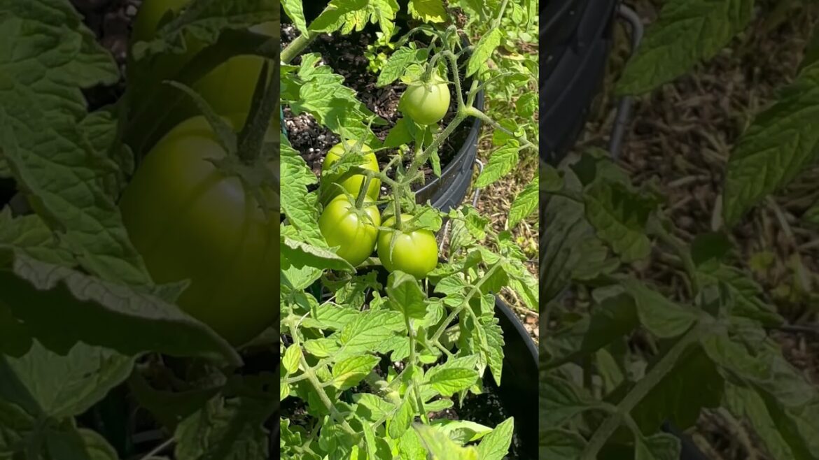 Thrilling Backyard Garden Update: Discover the Abundant Progress, Harvests & New Development #shorts Thrilling Backyard Garden Update: Discover the Abundant Progress, Harvests & New Development #shorts