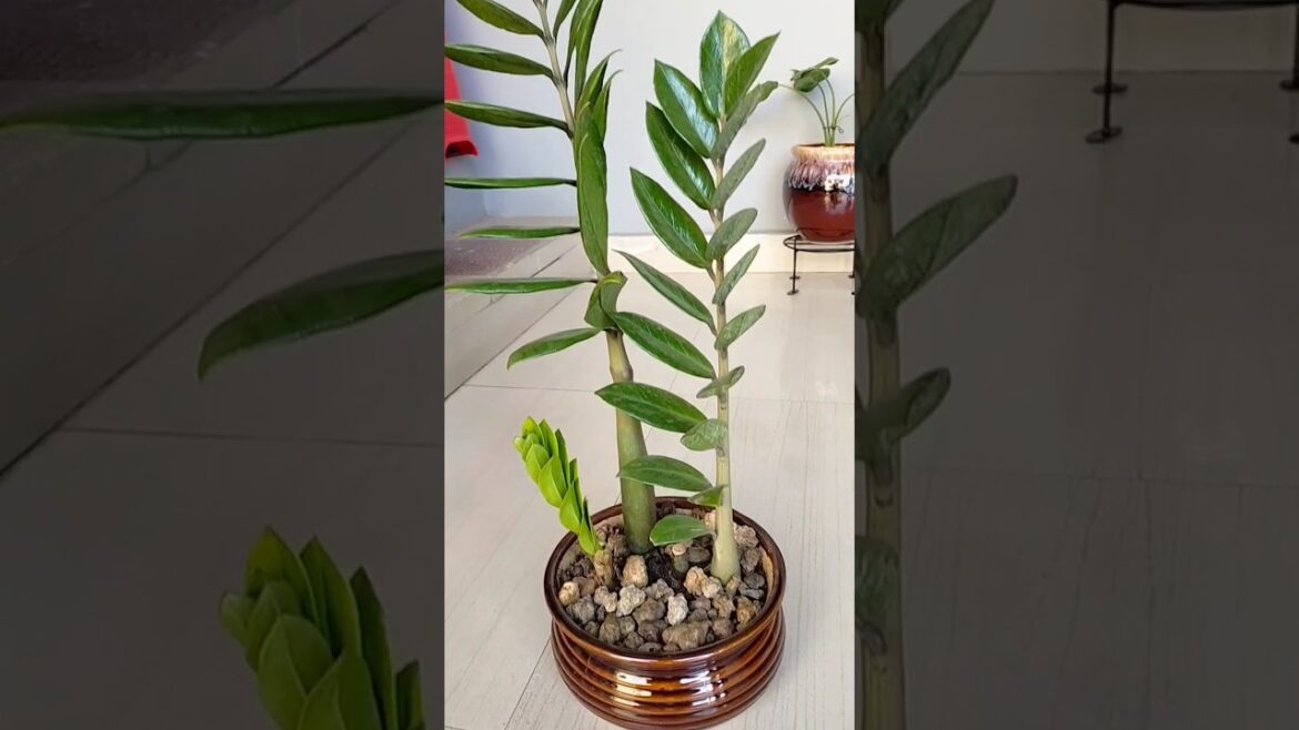 Beautiful ZZ plant  &  ceramic pot.. #gardening #shorts #zzplant