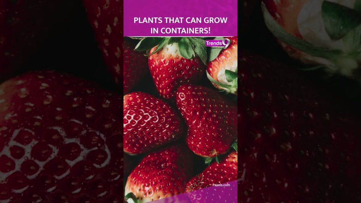 Best Indoor Plants for Containers