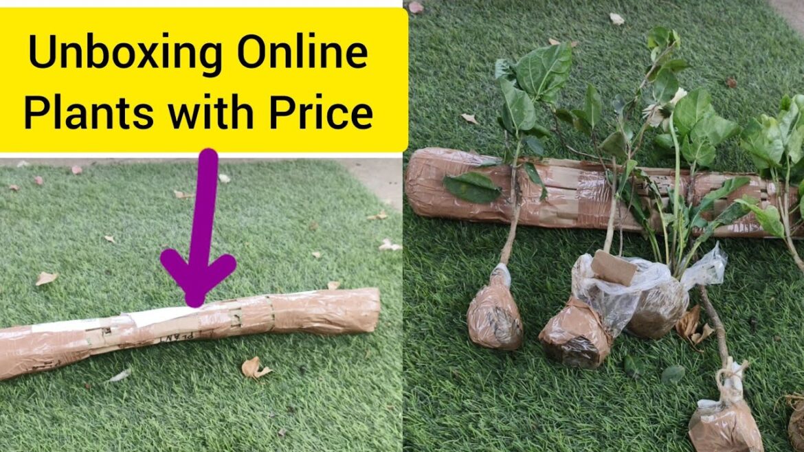 🔴 Unboxing Online purchased Australian Hibiscus & many More from West Bengal with Tips & Tricks