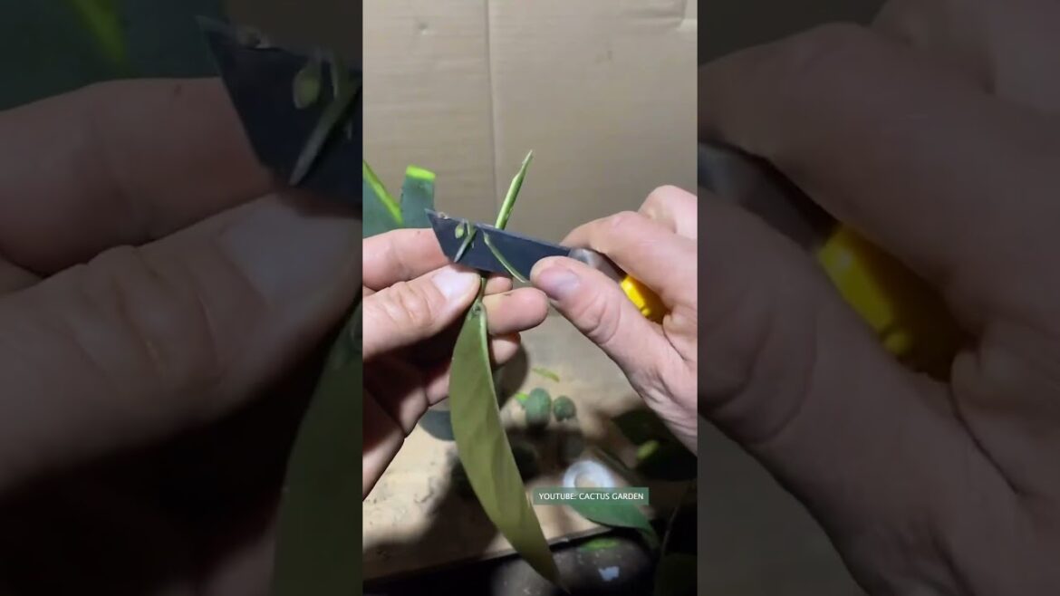 Useful tips for cactus 🌵 Plant Gardener Useful tips for cactus 🌵 Plant Gardener