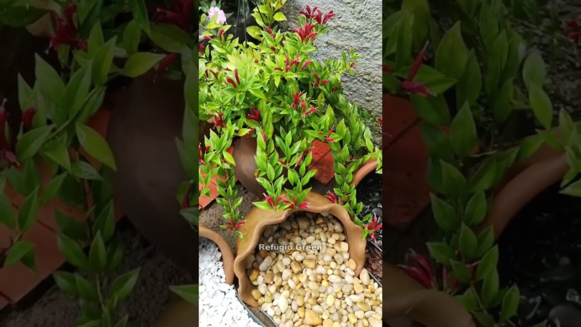 Trança de pedras jardim!🌱 #jardinagem #landscaping #gardening #art #flowers  #foryou #refugiogreen