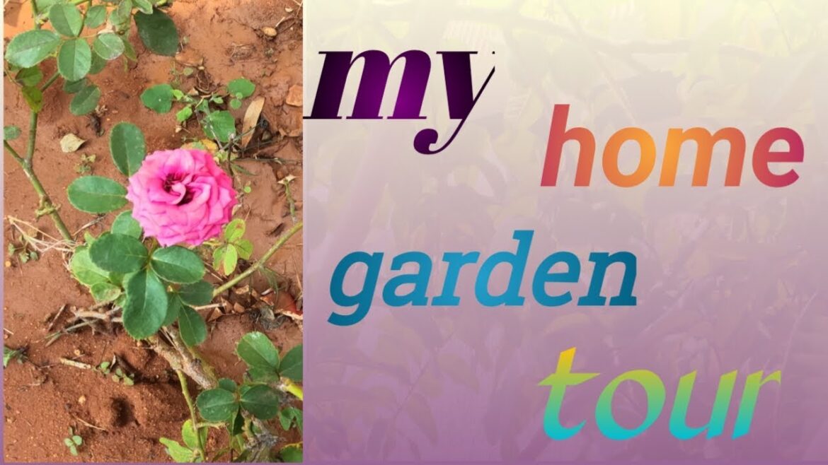 Maa ఇంటి పెరట్లో ఉన్న చెట్లు #garden #trending #home #homedecor #viralvideos #lifestylevlogger Maa ఇంటి పెరట్లో ఉన్న చెట్లు #garden #trending #home #homedecor #viralvideos #lifestylevlogger