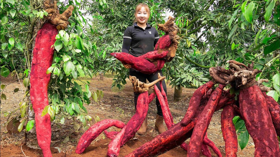 Harvesting Jicama tubers to sell at the market   Vegetable gardening! Lucia's daily life