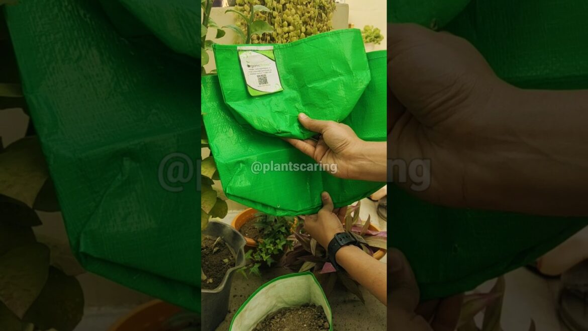 Tips for plant care | How to use grow bags in gardening |#viral #shorts #gardeningtips