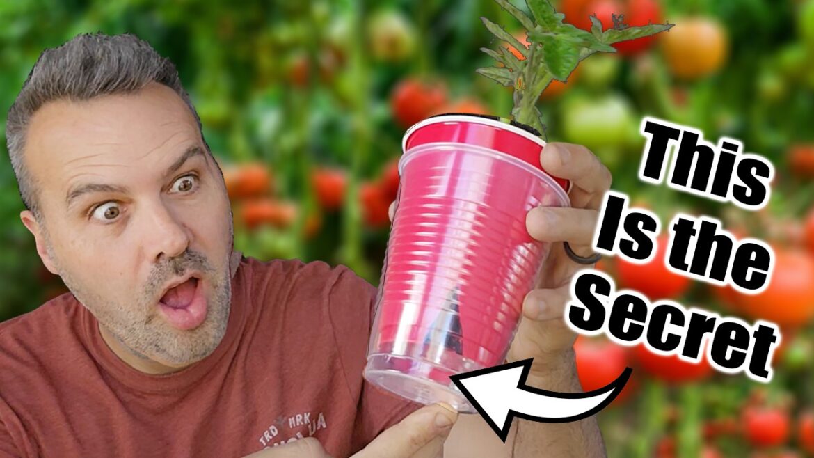 Best Way to Start Tomato Seeds Indoors (or Outdoors)