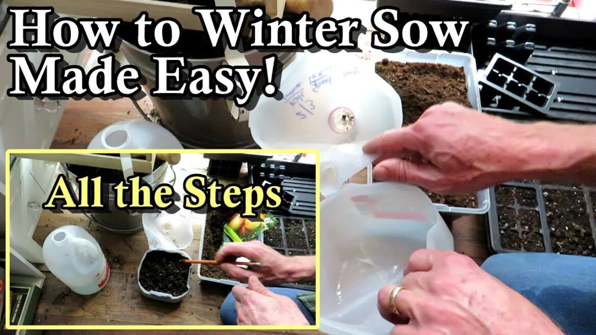 How to Winter Sow Garden Seeds - Why it Works & How to Do It Using a Milk Containers: All the Steps