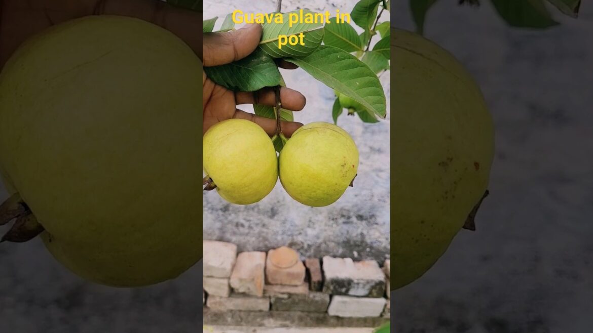 Amazing Guava Variety in Pot#gardening#shorts Amazing Guava Variety in Pot#gardening#shorts