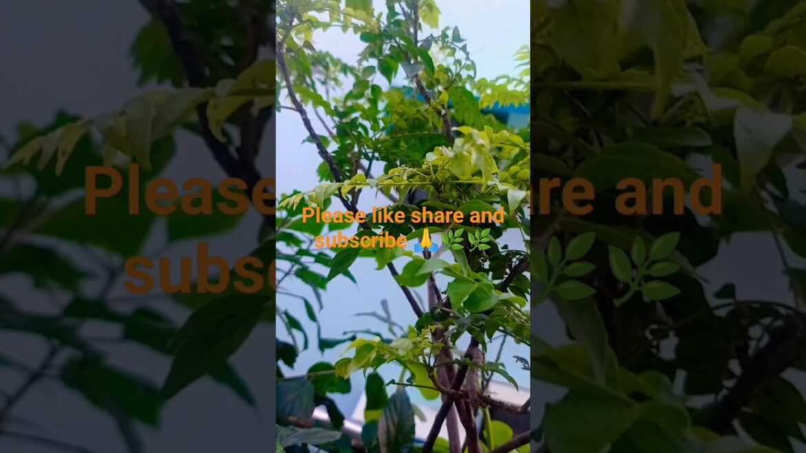 गमले मे कढ़ी पत्ता लगाएl #shorts#gardening  #kumarsanu90 #song