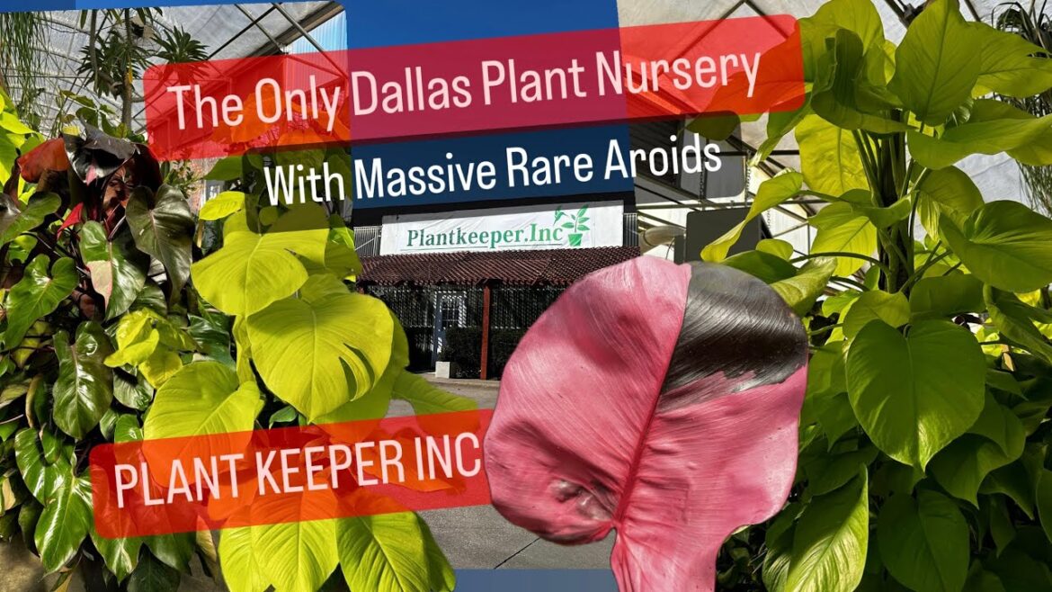 Big Box Plant Shopping Versus Local Plant Nursery Plant Keeper Inc Tour  Massive Rare Philodendron