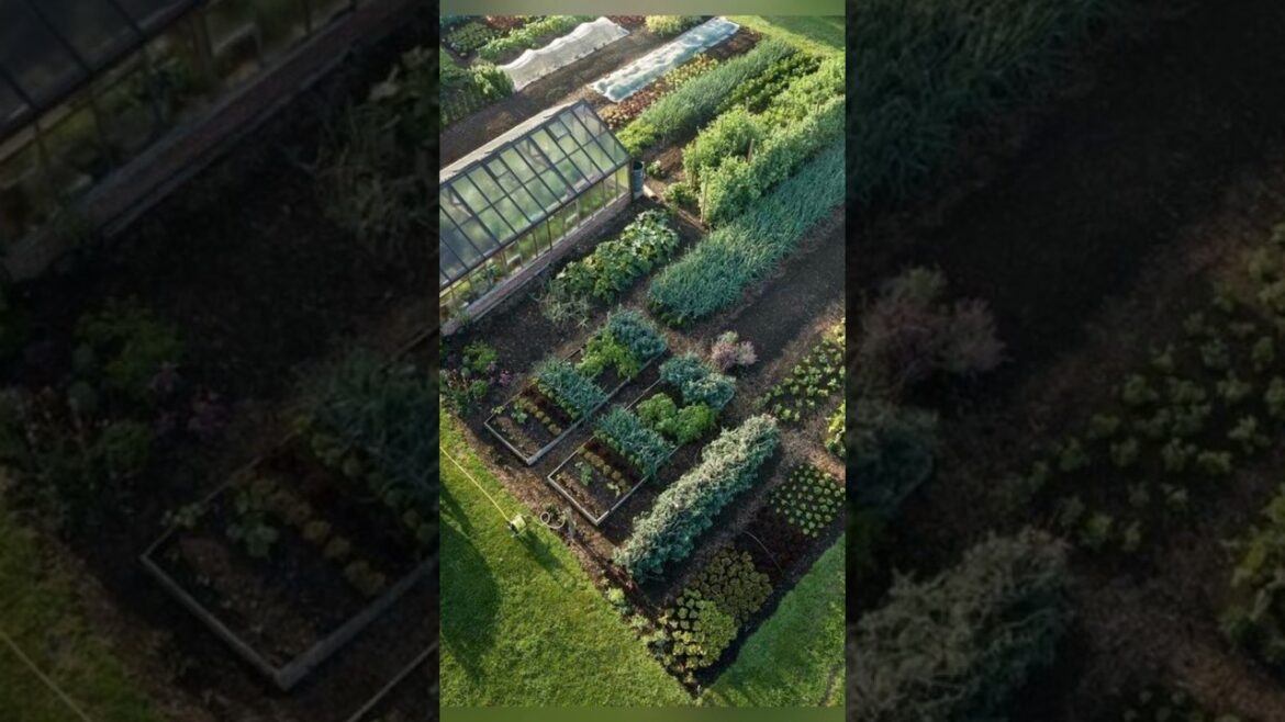 Vegetable gardening 👩‍🌾 ideas