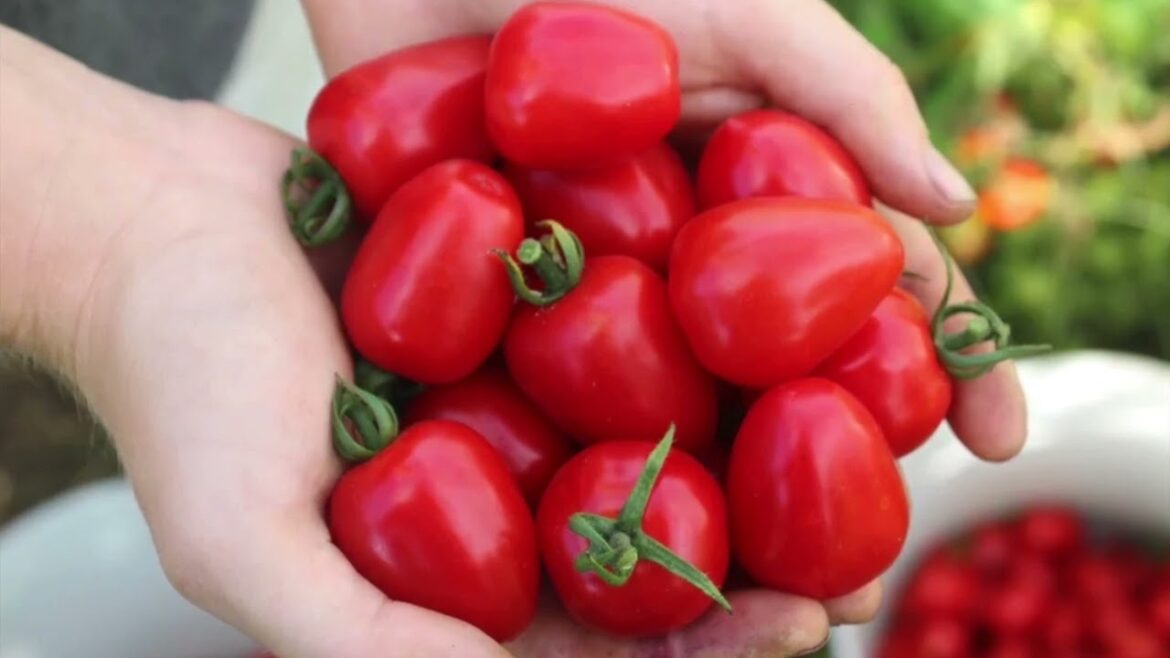 Garden plans for 2024