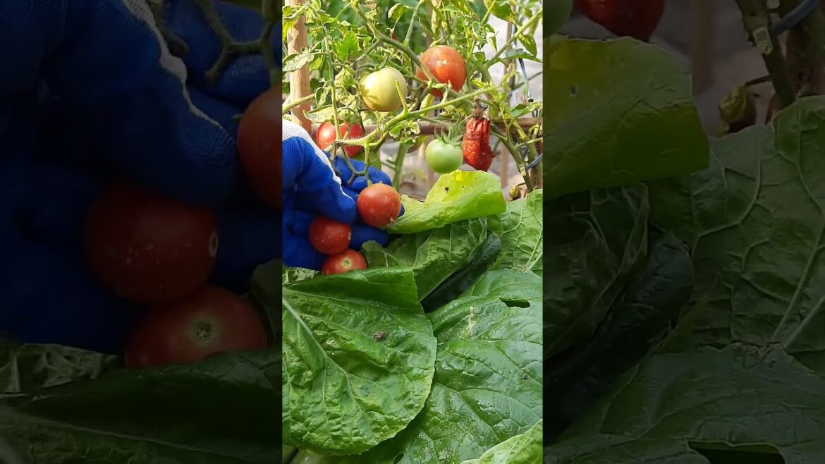 Fresh Tomatoes in Kimchi Salad!! @drkakfood #tomatogarden #vegetablegardening #organicvegtables Fresh Tomatoes in Kimchi Salad!! @drkakfood #tomatogarden #vegetablegardening #organicvegtables