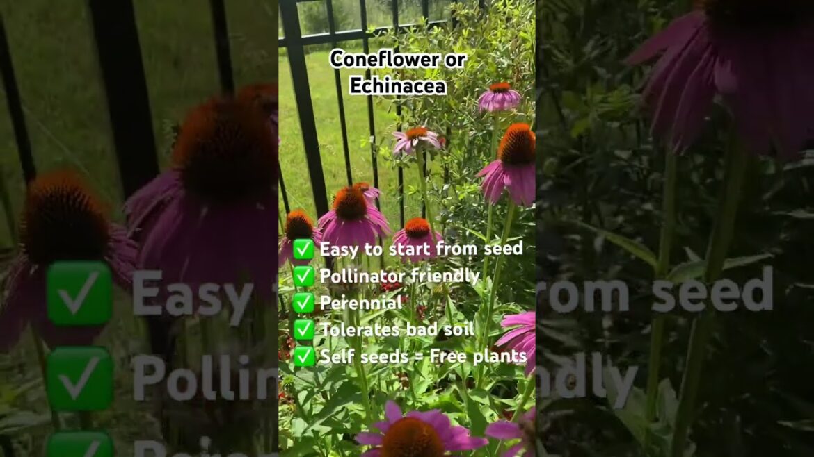 Easiest Flowers to Grow-Coneflower/Echinacea #americanmalayali #desigardener Easiest Flowers to Grow-Coneflower/Echinacea #americanmalayali #desigardener